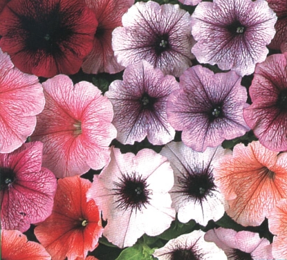 Picture of Petunia Merlin Series - Reflection Mixture F1